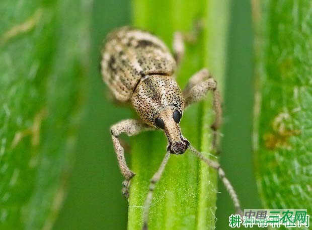 种芦笋如何防治蒙古土象？