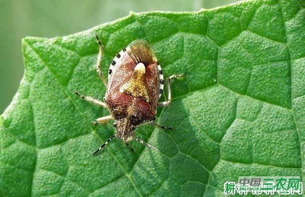 西兰花（青花菜）如何防治斑须蝽？