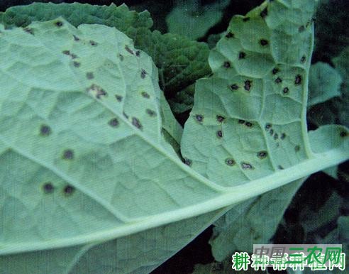 西兰花（青花菜）细菌性斑点病如何防治？