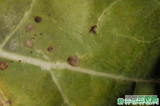 西兰花（青花菜）细菌性斑点病如何防治？