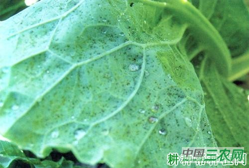 西兰花（青花菜）细菌性斑点病如何防治？