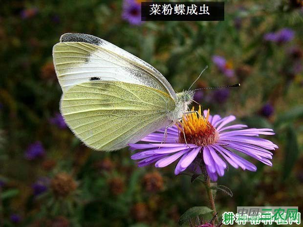 西兰花（青花菜）如何防治菜粉蝶？