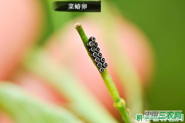 西兰花（青花菜）如何防治菜蝽？