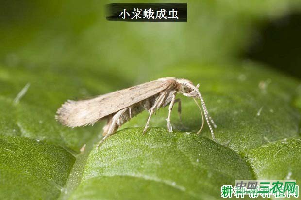 西兰花（青花菜）如何防治小菜蛾？