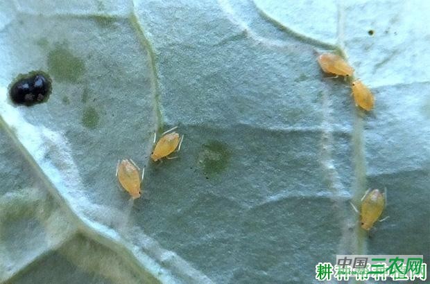 种花椰菜如何防治甘蓝蚜？