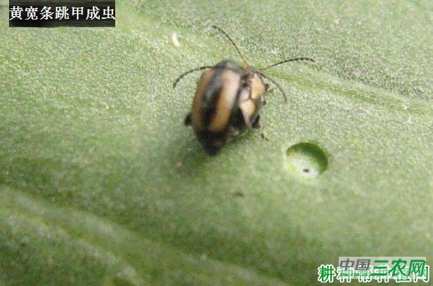 西兰花（青花菜）如何防治黄宽条跳甲？