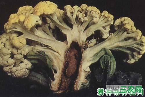 花椰菜缺硼如何防治？