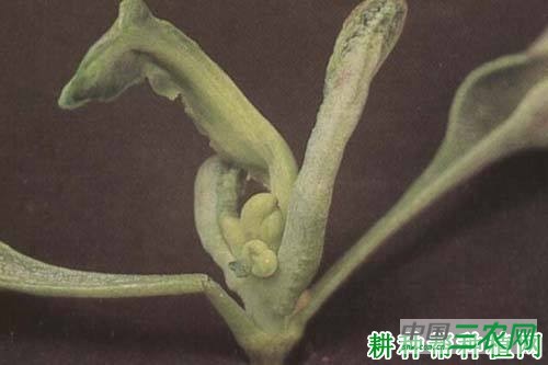 花椰菜缺硼如何防治？