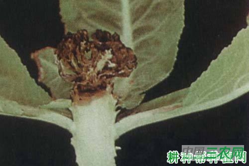 花椰菜缺硼如何防治？