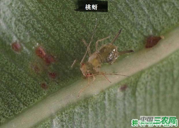 西兰花（青花菜）如何防治桃蚜？