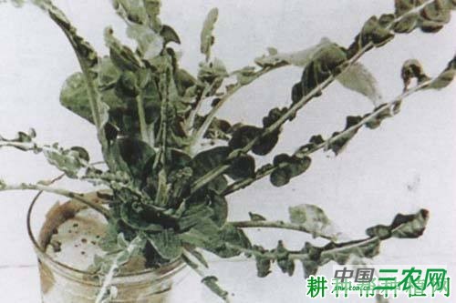 花椰菜缺钼如何防治？