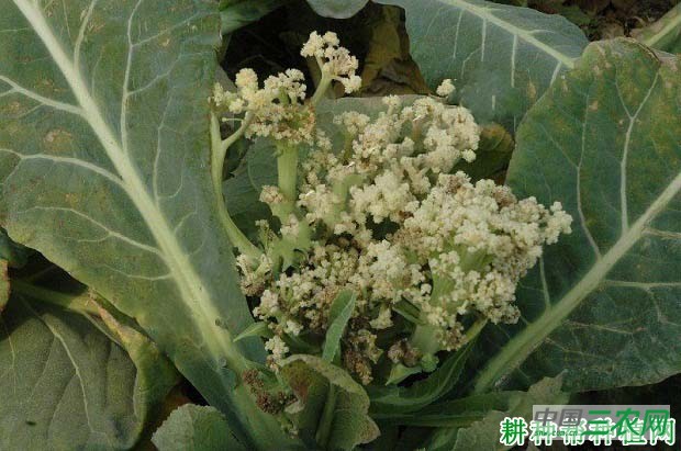 花椰菜花球散花如何防治？