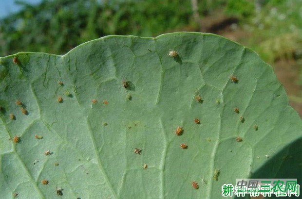 西兰花（青花菜）如何防治甘蓝蚜？