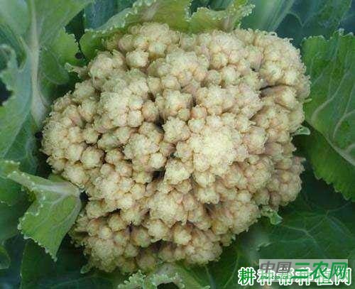 花椰菜毛花如何防治？