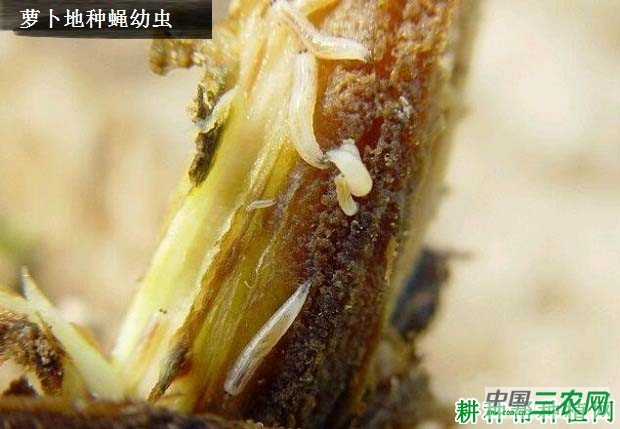 西兰花（青花菜）如何防治萝卜地种蝇？