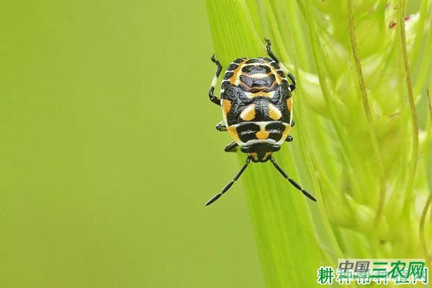 西兰花（青花菜）如何防治横纹菜蝽？