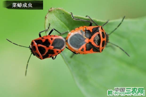 种花椰菜如何防治菜蝽？