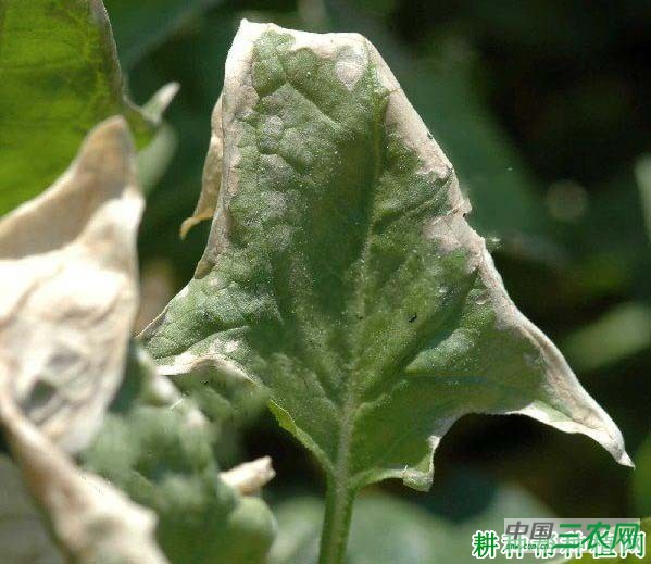 什么是菠菜低温障碍？