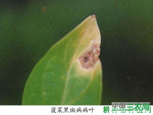 菠菜黑斑病如何防治？