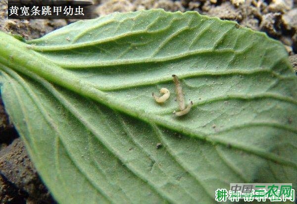 种花椰菜如何防治黄宽条跳甲？