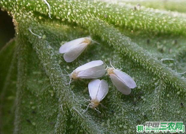 种空心菜如何防治温室白粉虱？