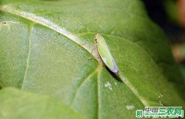 种菠菜如何防治大青叶蝉？