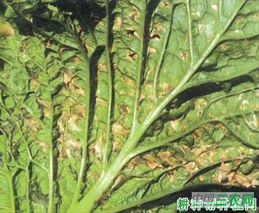 大白菜细菌性角斑病如何防治？