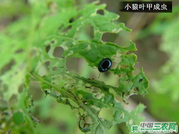 种大白菜如何防治小猿叶甲？