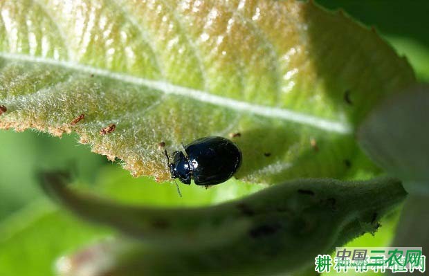 种大白菜如何防治小猿叶甲？