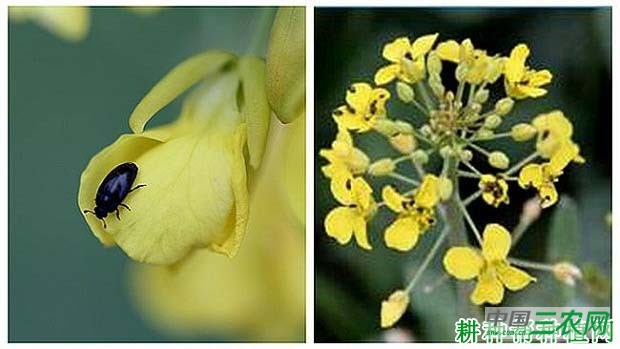 种大白菜如何防治油菜蚤跳甲？