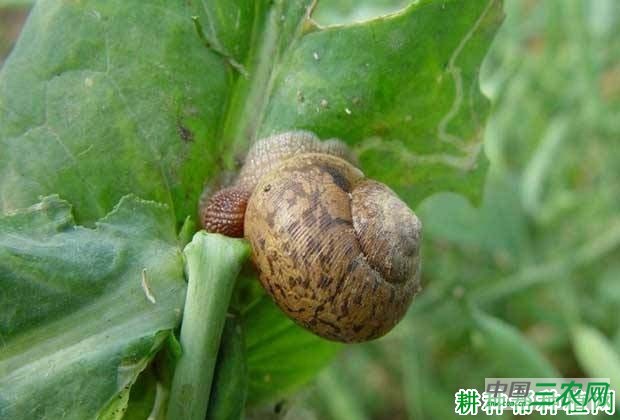 种大白菜如何防治灰巴蜗牛？