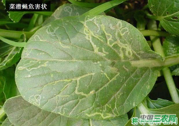 种大白菜如何防治菜潜蝇？