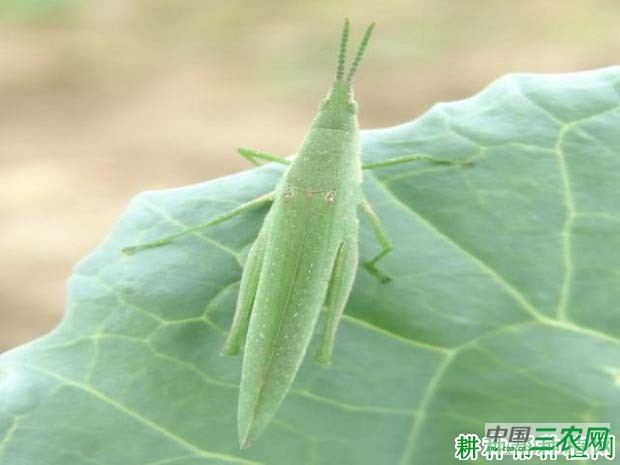 种大白菜如何防治短额负蝗？