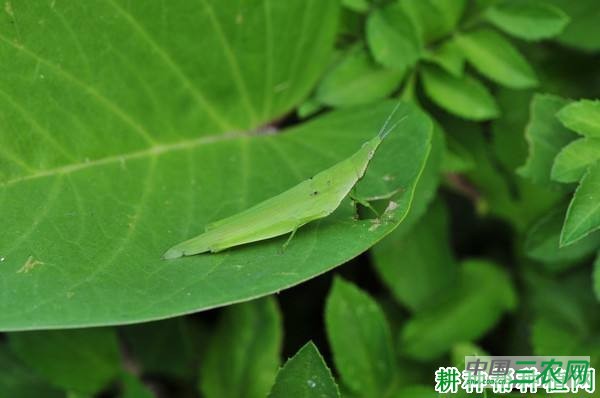 种大白菜如何防治短额负蝗？