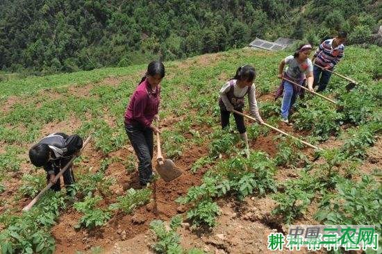 种植马铃薯为什么要培土？