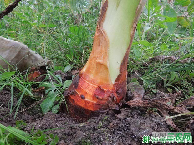 种植槟榔芋如何选地、整地？