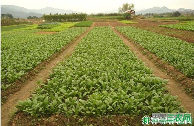 种植菠菜如何科学施肥？