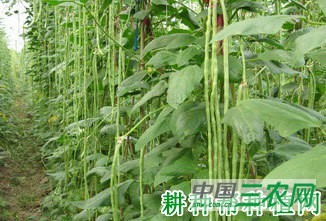 鄂豇豆8号豆角品种好不好？