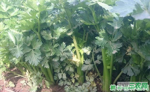 给芹菜施肥要注意什么？