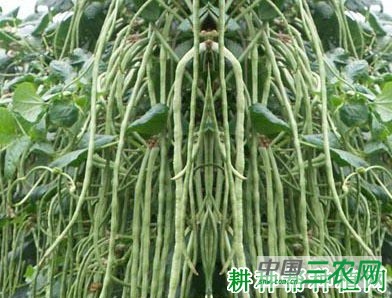 天畅四号豆角品种好不好？