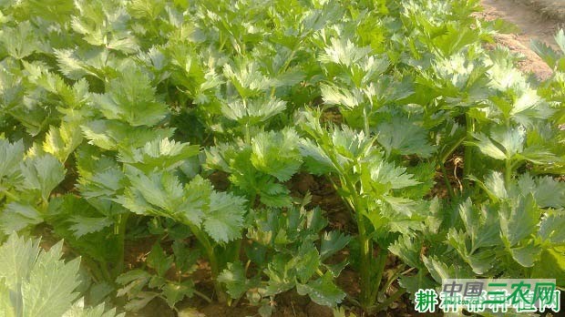 芹菜怎样施肥才能长好？