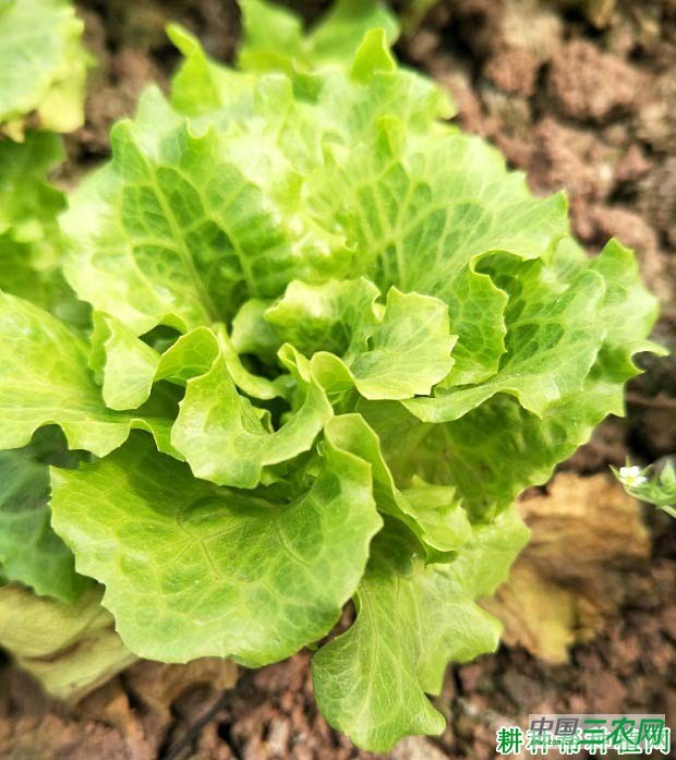 种植生菜如何科学施肥？