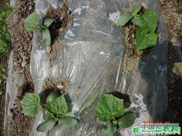 种植春黄瓜为什么要盖地膜？