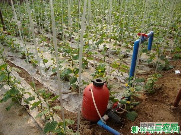 种植春黄瓜为什么要盖地膜？