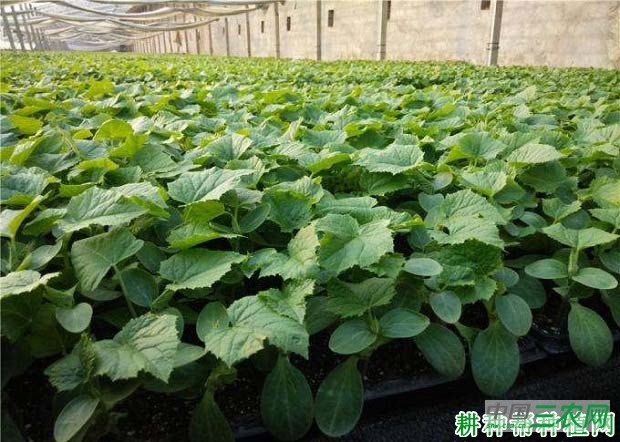 种植黄瓜为什么要大苗移栽？