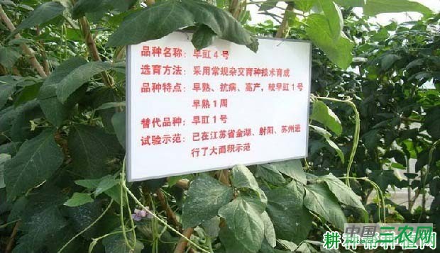 早豇4号豆角品种好不好？