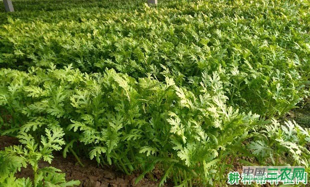 种植茼蒿如何科学施肥？