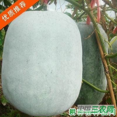 蓉抗5号冬瓜品种好不好？