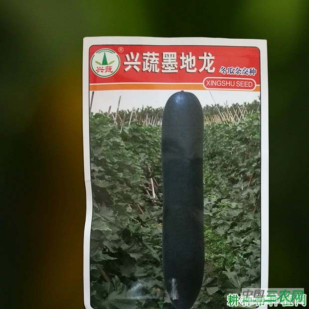 墨地龙冬瓜品种好不好？