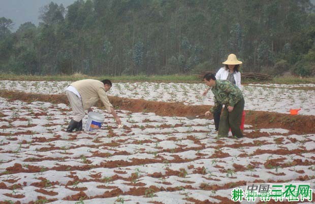 种植辣椒如何科学施肥？